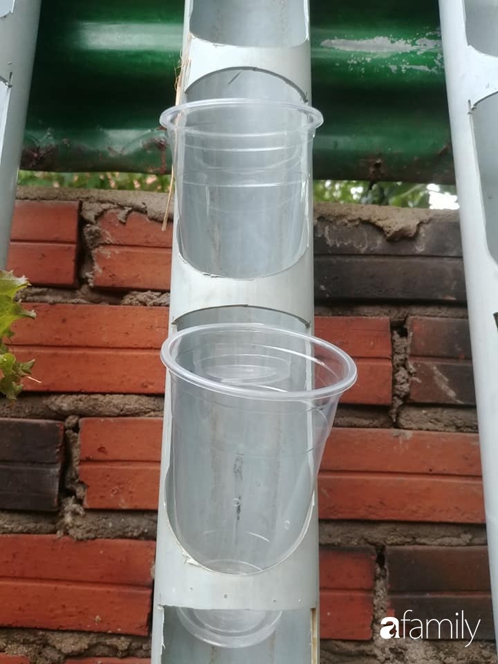 Không có đất trồng rau, mẹ đảm ở Sài Gòn vẫn tạo ra được vườn rau sạch trên tường nhờ tận dụng ống nhựa bỏ đi-6