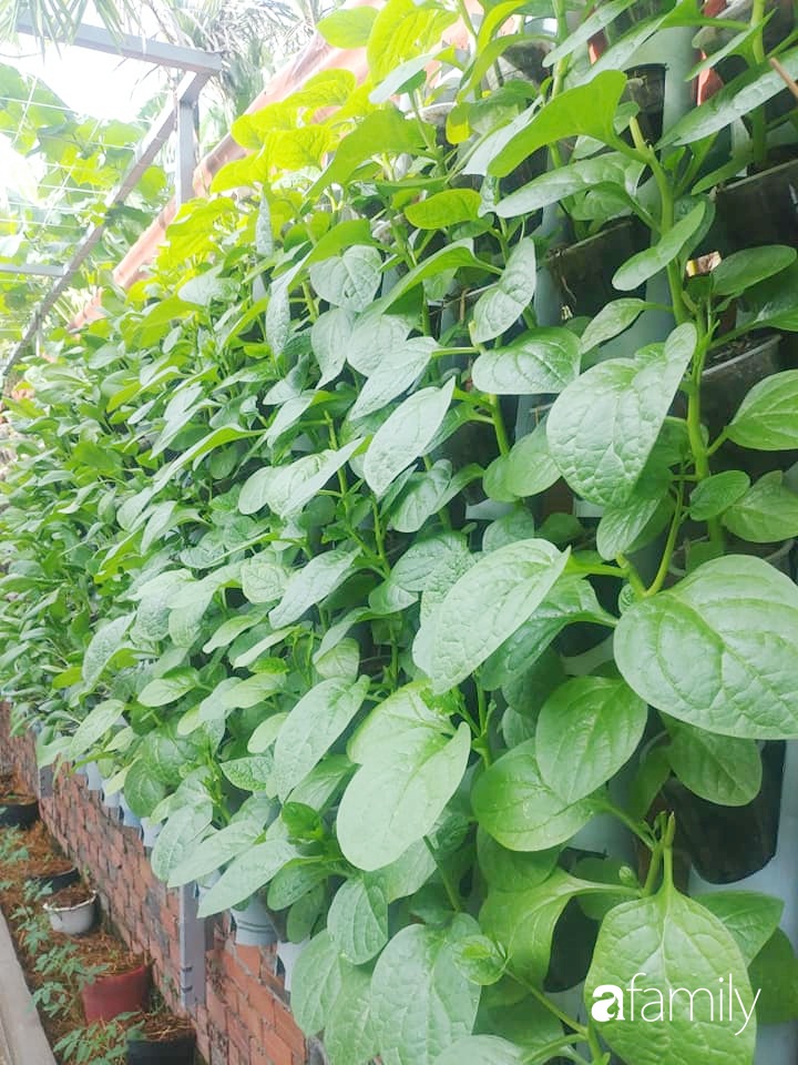 Không có đất trồng rau, mẹ đảm ở Sài Gòn vẫn tạo ra được vườn rau sạch trên tường nhờ tận dụng ống nhựa bỏ đi-7