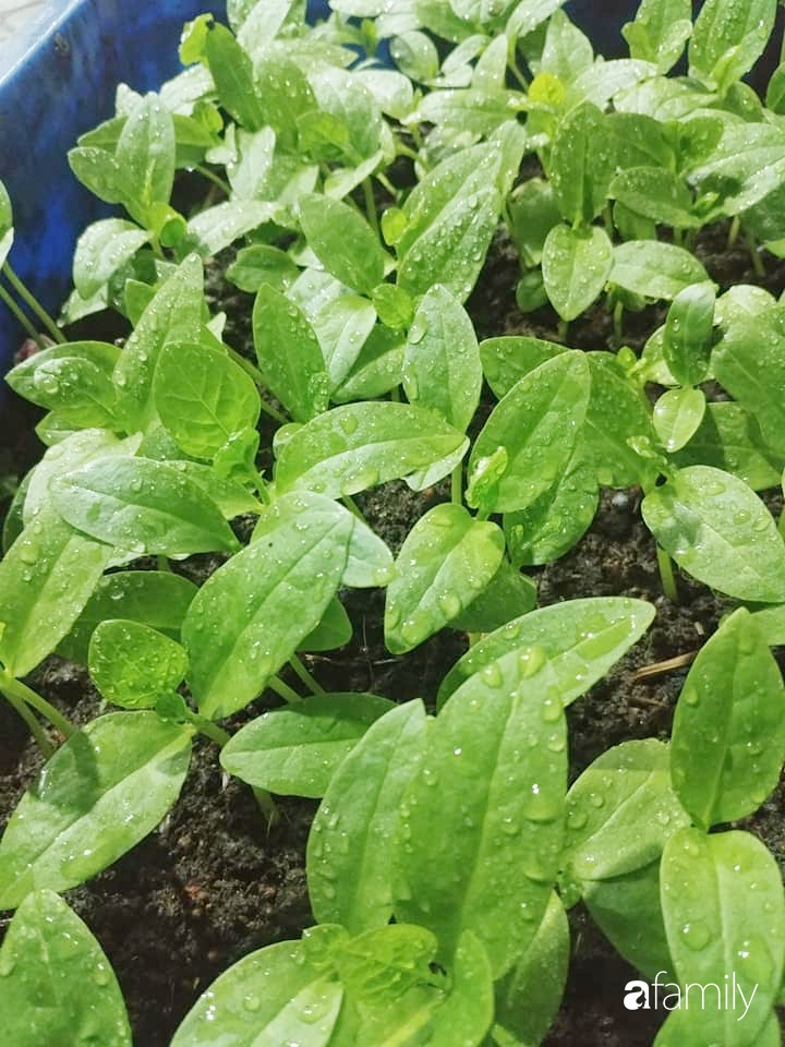 Không có đất trồng rau, mẹ đảm ở Sài Gòn vẫn tạo ra được vườn rau sạch trên tường nhờ tận dụng ống nhựa bỏ đi-10