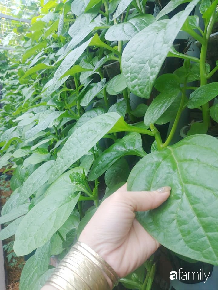 Không có đất trồng rau, mẹ đảm ở Sài Gòn vẫn tạo ra được vườn rau sạch trên tường nhờ tận dụng ống nhựa bỏ đi-11