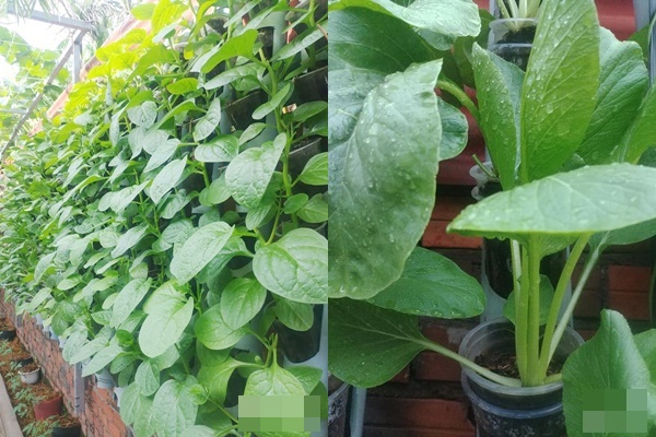 Rời thành phố cùng tương lai trở thành luật sư, chàng trai 9x về Đà Lạt gây dựng giấc mơ làm nông nghiệp sạch-31