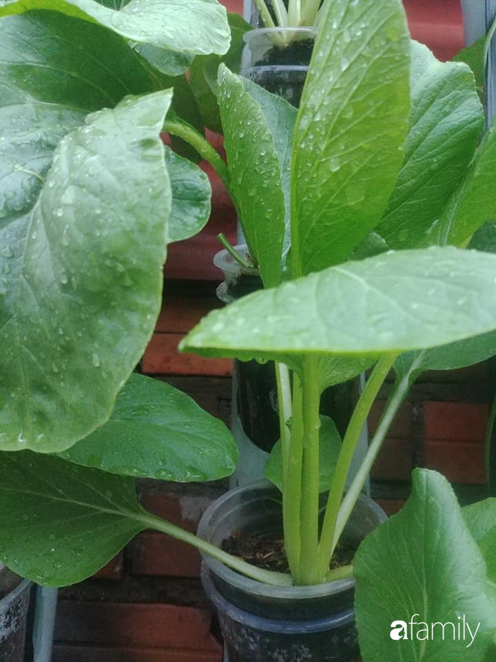 Không có đất trồng rau, mẹ đảm ở Sài Gòn vẫn tạo ra được vườn rau sạch trên tường nhờ tận dụng ống nhựa bỏ đi-12