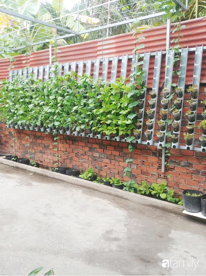 Không có đất trồng rau, mẹ đảm ở Sài Gòn vẫn tạo ra được vườn rau sạch trên tường nhờ tận dụng ống nhựa bỏ đi-13
