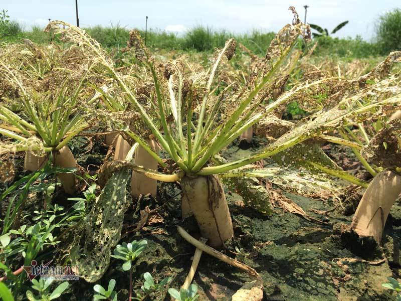 Loài sâu đáng sợ tấn công, Hà Nội chết trắng cả đồng rau-2