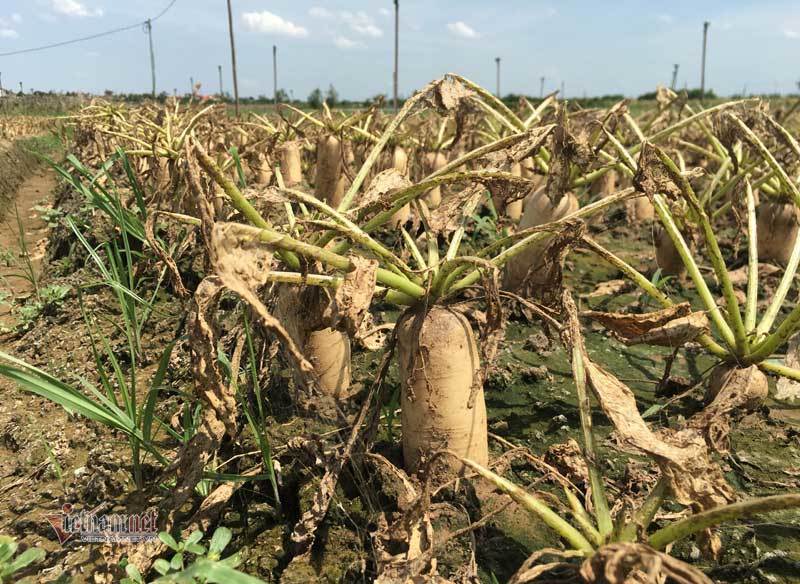 Loài sâu đáng sợ tấn công, Hà Nội chết trắng cả đồng rau-3