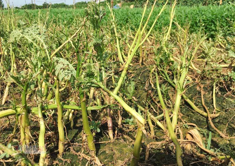 Loài sâu đáng sợ tấn công, Hà Nội chết trắng cả đồng rau-5
