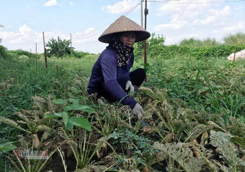 Loài sâu đáng sợ tấn công, Hà Nội chết trắng cả đồng rau-6