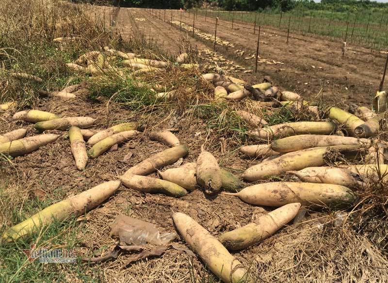 Loài sâu đáng sợ tấn công, Hà Nội chết trắng cả đồng rau-9