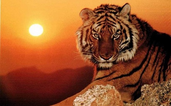 3 con giáp may mắn được quý nhân nâng đỡ, tiền bạc ngập két, vận may đổ về liên tục trong 20 ngày tới-1