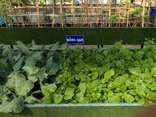 Bố Sài Gòn biến sân thượng thành vườn rau, ăn không hết phải nài nỉ hàng xóm sang lấy về-2