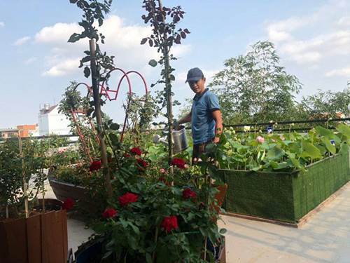 Bố Sài Gòn biến sân thượng thành vườn rau, ăn không hết phải nài nỉ hàng xóm sang lấy về-3