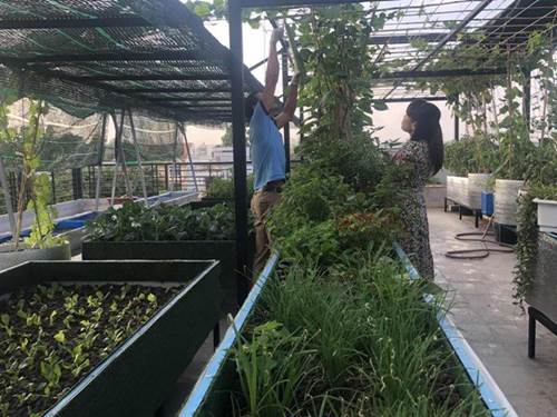 Bố Sài Gòn biến sân thượng thành vườn rau, ăn không hết phải nài nỉ hàng xóm sang lấy về-4