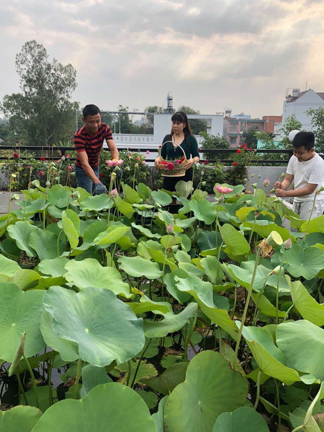 Bố Sài Gòn biến sân thượng thành vườn rau, ăn không hết phải nài nỉ hàng xóm sang lấy về-12