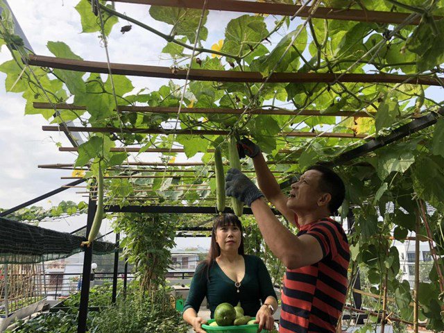 Bố Sài Gòn biến sân thượng thành vườn rau, ăn không hết phải nài nỉ hàng xóm sang lấy về-13