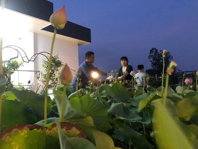 Bố Sài Gòn biến sân thượng thành vườn rau, ăn không hết phải nài nỉ hàng xóm sang lấy về-17