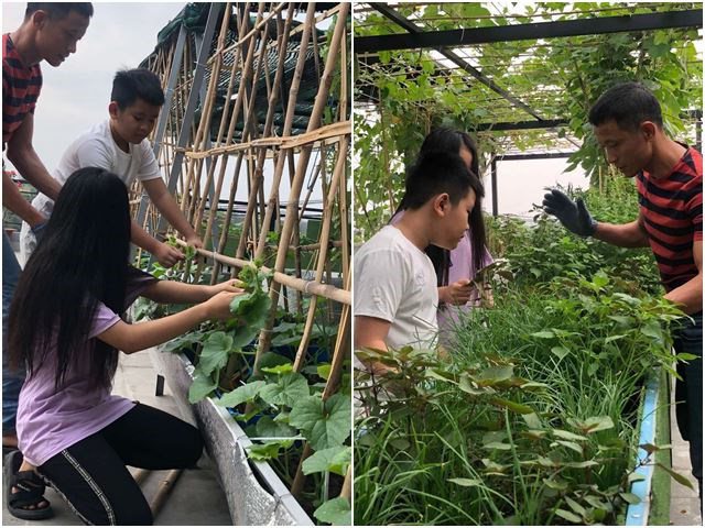 Bố Sài Gòn biến sân thượng thành vườn rau, ăn không hết phải nài nỉ hàng xóm sang lấy về-19