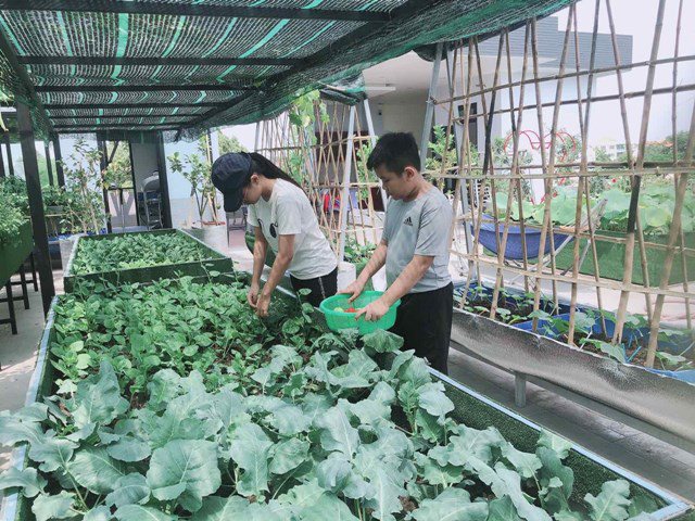 Bố Sài Gòn biến sân thượng thành vườn rau, ăn không hết phải nài nỉ hàng xóm sang lấy về-21