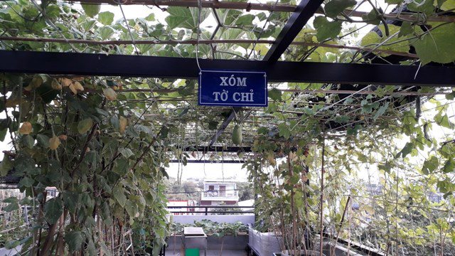 Bố Sài Gòn biến sân thượng thành vườn rau, ăn không hết phải nài nỉ hàng xóm sang lấy về-22