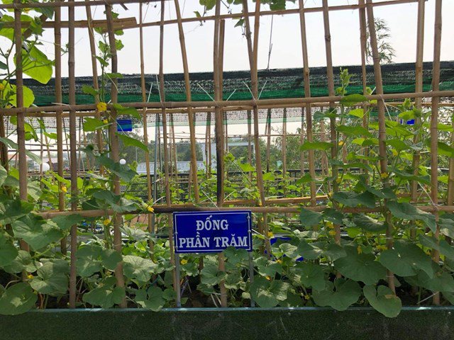 Bố Sài Gòn biến sân thượng thành vườn rau, ăn không hết phải nài nỉ hàng xóm sang lấy về-23