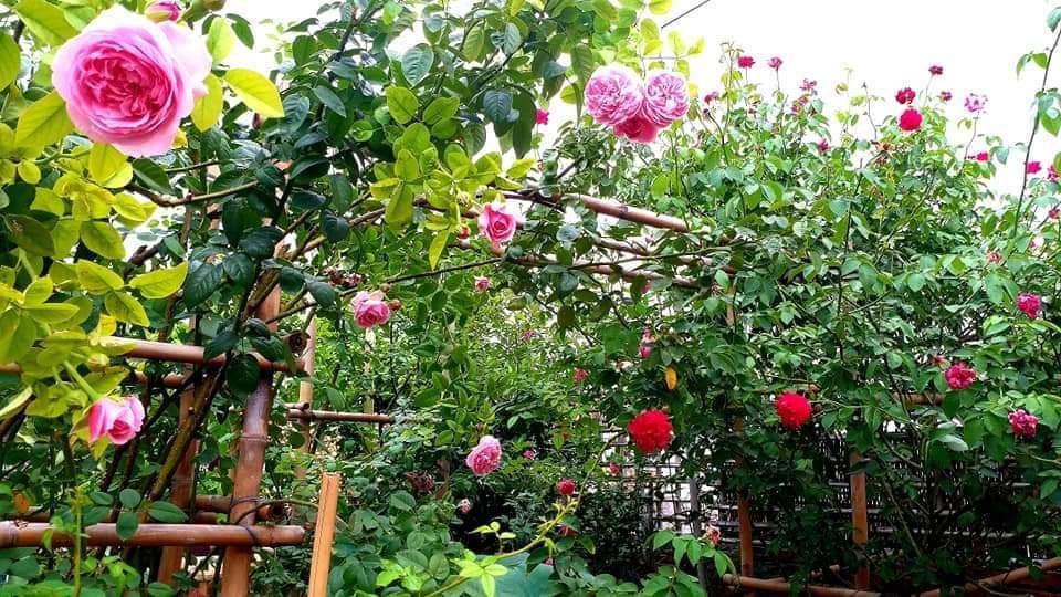 Thông gia khẩu chiến, vợ chồng trẻ đưa nhau ra tòa-1