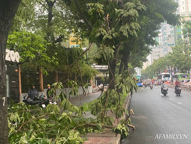 TP.HCM: Mưa lớn khiến đường ngập, cây gãy và kẹt xe, người dân lại khốn khổ lội bì bõm về nhà-3