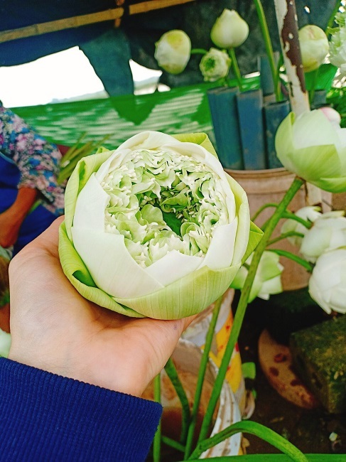 Dân chơi phát sốt với loại sen lạ đẹp lịm tim, giá đắt gấp đôi sen thường-1