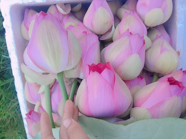 Dân chơi phát sốt với loại sen lạ đẹp lịm tim, giá đắt gấp đôi sen thường-3