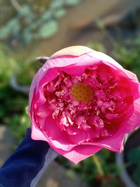 Dân chơi phát sốt với loại sen lạ đẹp lịm tim, giá đắt gấp đôi sen thường-4