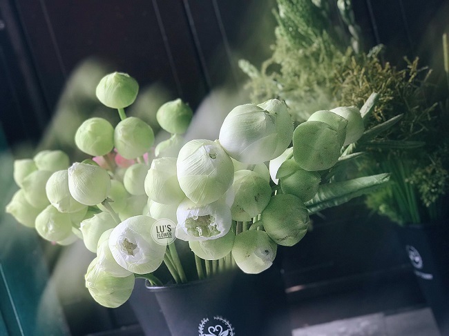 Dân chơi phát sốt với loại sen lạ đẹp lịm tim, giá đắt gấp đôi sen thường-7