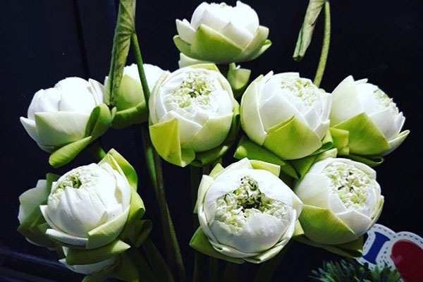 Loài sen 7 năm nở 1 lần, giá 5 triệu/bông được lùng mua-6