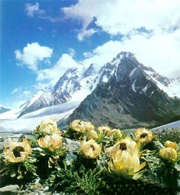 Loài sen 7 năm nở 1 lần, giá 5 triệu/bông được lùng mua-1