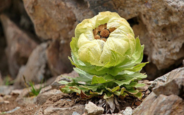 Loài sen 7 năm nở 1 lần, giá 5 triệu/bông được lùng mua-5