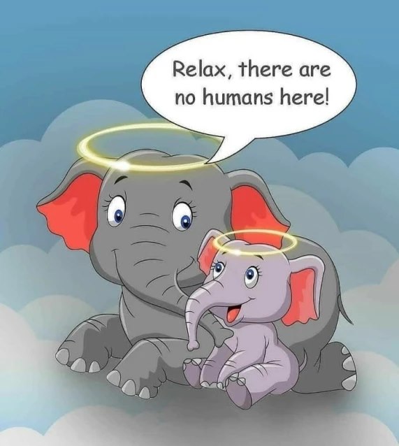 Vụ voi mẹ mang thai chết tức tưởi vì ăn phải dứa nhồi pháo nổ: Những bức tranh tưởng niệm chứa đựng nỗi đau khiến thế giới phải suy ngẫm-3