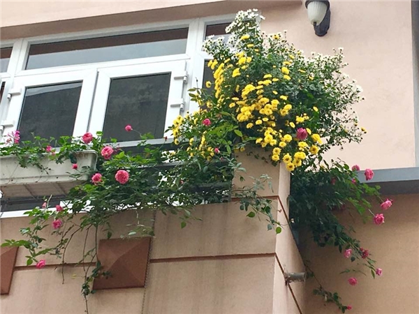 Ngắm ngôi nhà ở quê của ca sĩ Bích Phương, ngập tràn sắc hoa lung linh-2