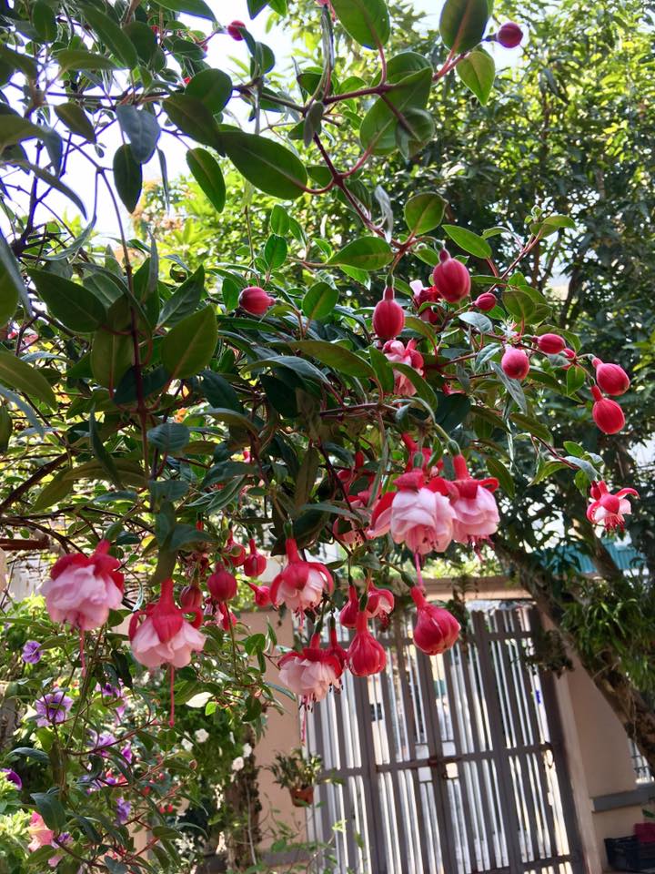 Ngắm ngôi nhà ở quê của ca sĩ Bích Phương, ngập tràn sắc hoa lung linh-5