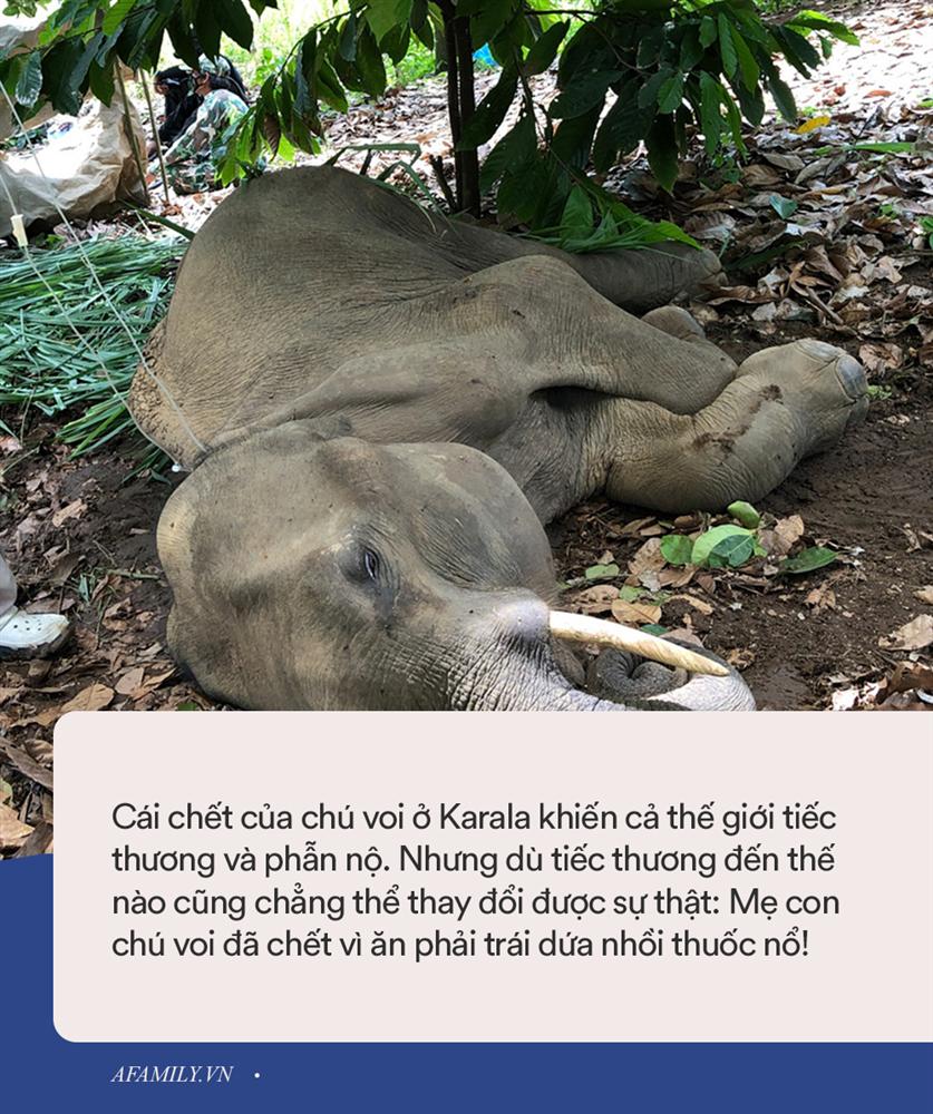 Mẹ và con hãy bay lên trời, nơi ấy không có loài người và những trái dứa biết nổ-1