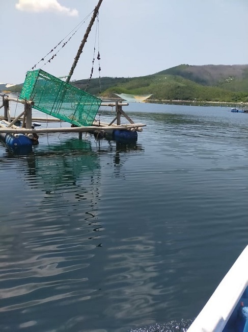 Tôm hùm rớt giá chưa từng có, nông dân gác lồng vì thua lỗ quá nhiều-1