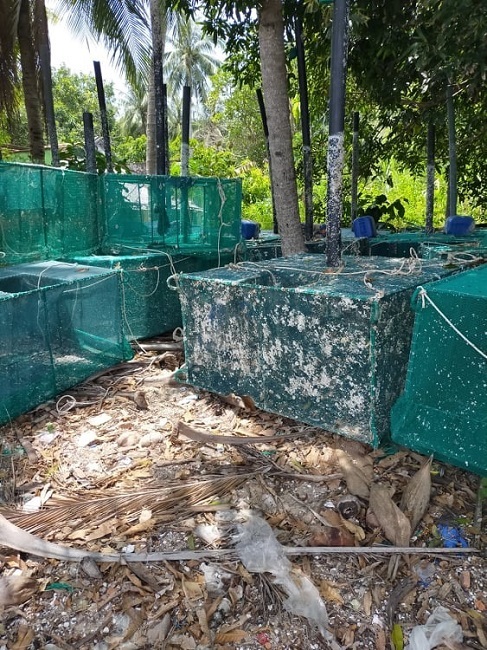 Tôm hùm rớt giá chưa từng có, nông dân gác lồng vì thua lỗ quá nhiều-2