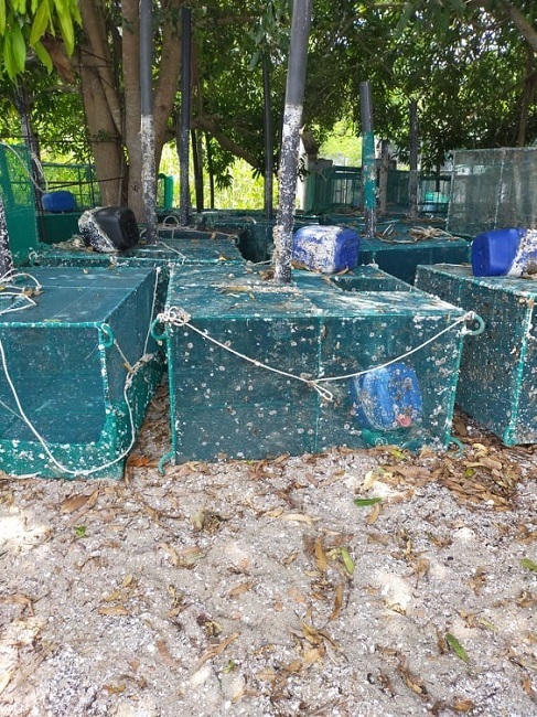 Tôm hùm rớt giá chưa từng có, nông dân gác lồng vì thua lỗ quá nhiều-3