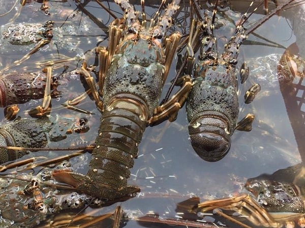 Tôm hùm rớt giá chưa từng có, nông dân gác lồng vì thua lỗ quá nhiều-4