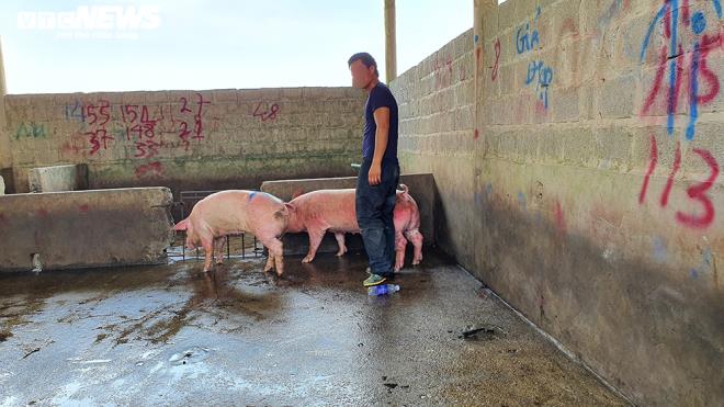 Hàng nghìn con lợn sống được nhập về, giá lợn hơi liên tiếp giảm mạnh-1