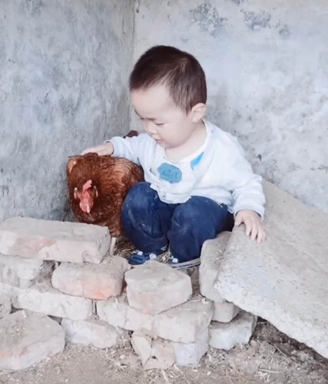 Thấy con suốt ngày đòi vào chuồng gà chơi, người mẹ bí mật đi theo rồi giật mình phát hiện con trai quá thông minh-2