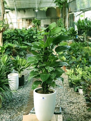 Có một loại cây cảnh hợp tất cả loại mệnh, mang lại tài lộc, may mắn, sức khỏe theo phong thủy, dễ trồng, giá rẻ giật mình-2