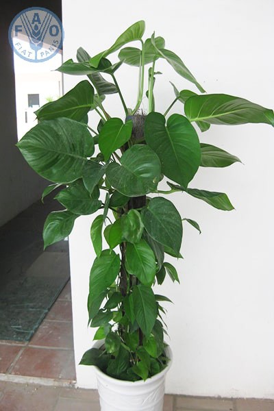 Có một loại cây cảnh hợp tất cả loại mệnh, mang lại tài lộc, may mắn, sức khỏe theo phong thủy, dễ trồng, giá rẻ giật mình-3