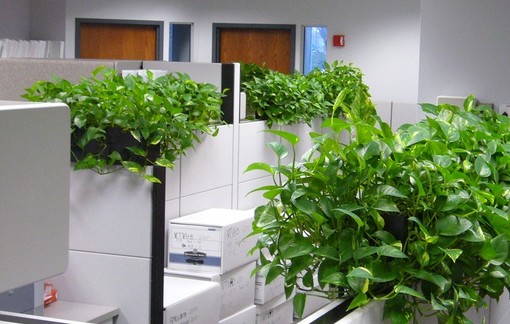 Có một loại cây cảnh hợp tất cả loại mệnh, mang lại tài lộc, may mắn, sức khỏe theo phong thủy, dễ trồng, giá rẻ giật mình-4