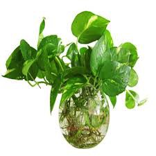 Có một loại cây cảnh hợp tất cả loại mệnh, mang lại tài lộc, may mắn, sức khỏe theo phong thủy, dễ trồng, giá rẻ giật mình-5