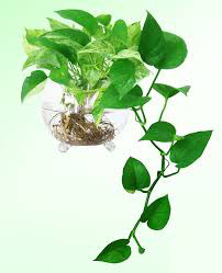 Có một loại cây cảnh hợp tất cả loại mệnh, mang lại tài lộc, may mắn, sức khỏe theo phong thủy, dễ trồng, giá rẻ giật mình-6