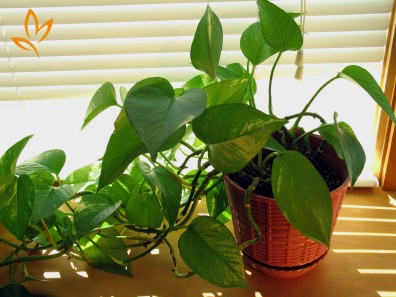 Có một loại cây cảnh hợp tất cả loại mệnh, mang lại tài lộc, may mắn, sức khỏe theo phong thủy, dễ trồng, giá rẻ giật mình-7