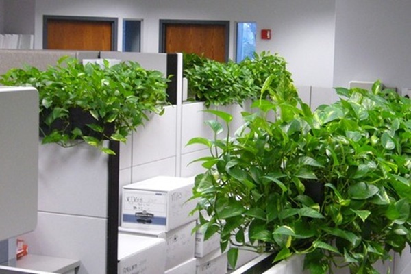 15 loại cây cảnh không chỉ tốt trong phong thủy mà còn có tác dụng lọc sạch không khí, nhà nào cũng nên có 1 cây-9