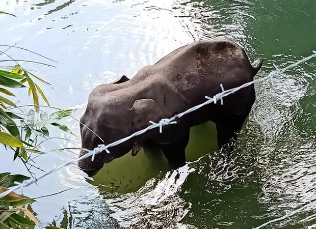 Sự thật về người đàn ông bị nghi là thủ phạm cho voi mẹ ăn trái dứa có thuốc nổ để rồi chết đứng trên sông-1